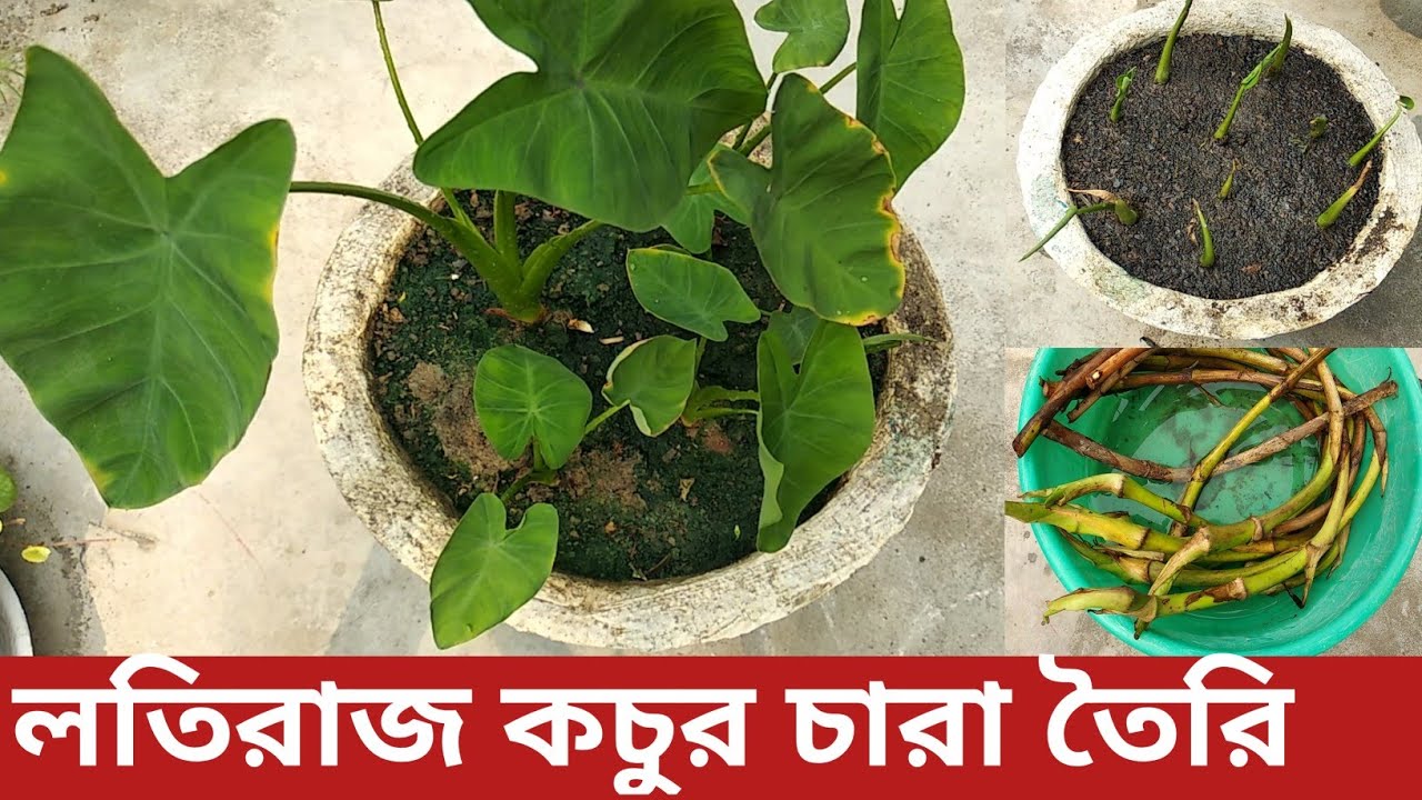 কচুর লতি থেকে চারা তৈরি। লতি কচুর চারা তৈরি। How to grow Taro plant at home। How to grow Arum-plant?