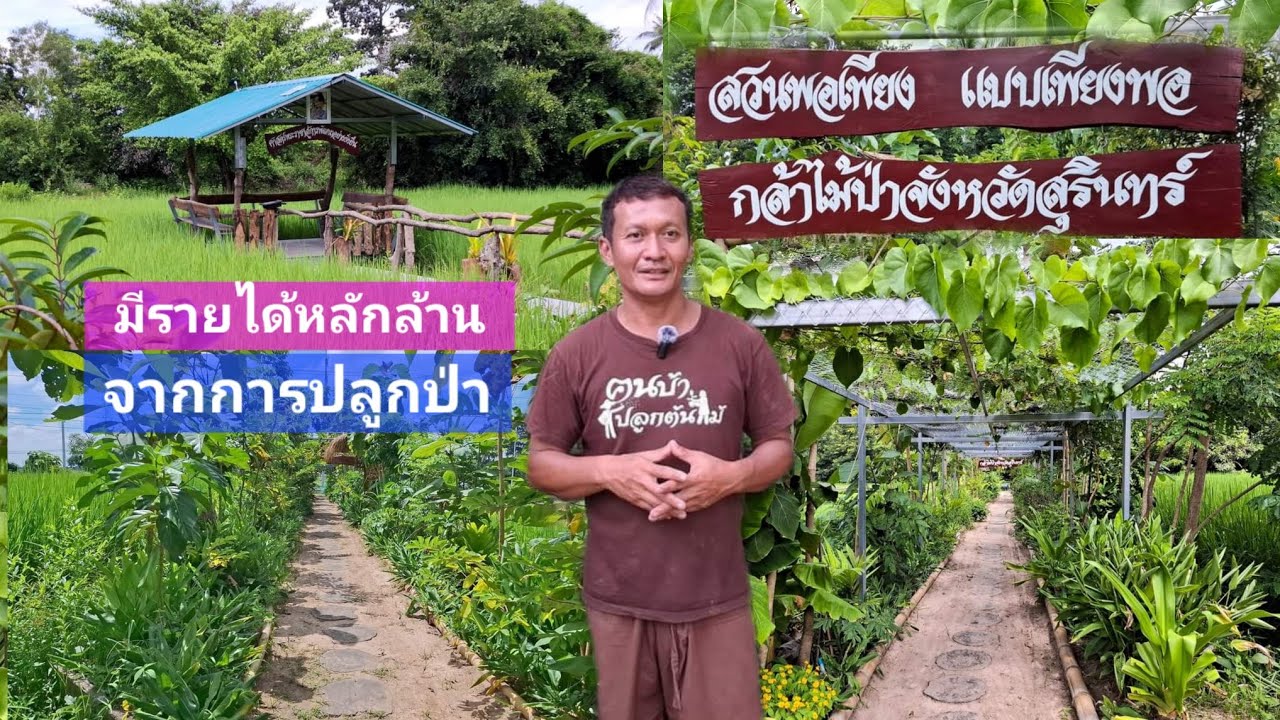 วิธีเพิ่มมูลค่าจากต้นไม้🌱มีรายได้ปีละล้านจากการปลูกป่า🧑‍🌾