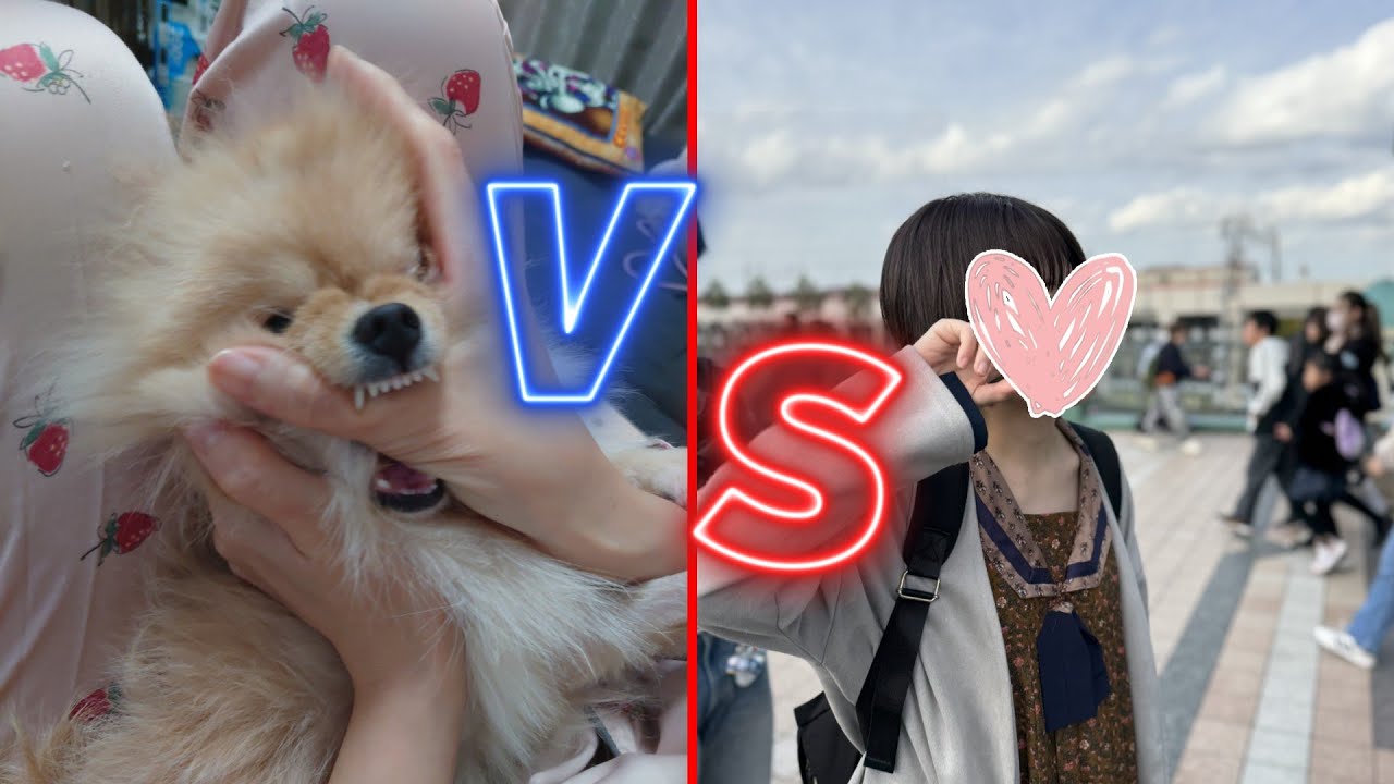 【好戦的】洋服を着せたい母VSポメラニアンゆきみ