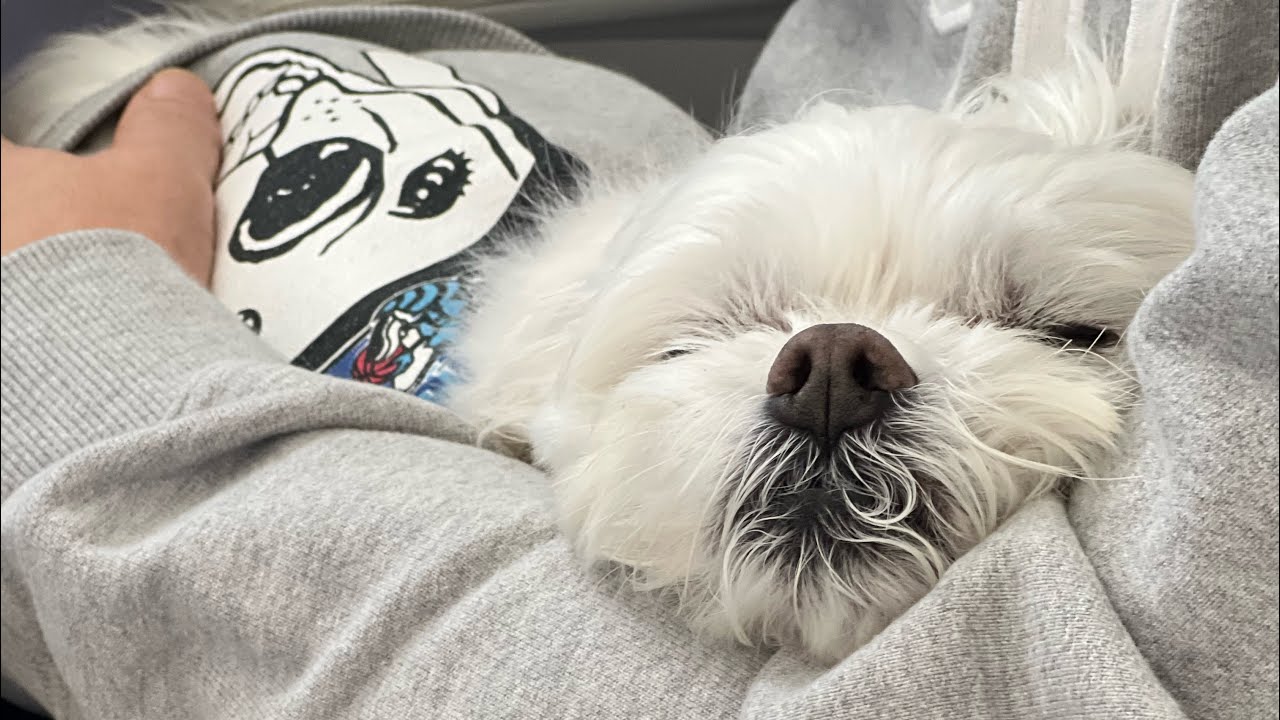 쿠싱증후군 13살 노견의 하루 루틴🐾/가루약먹이는 꿀팁