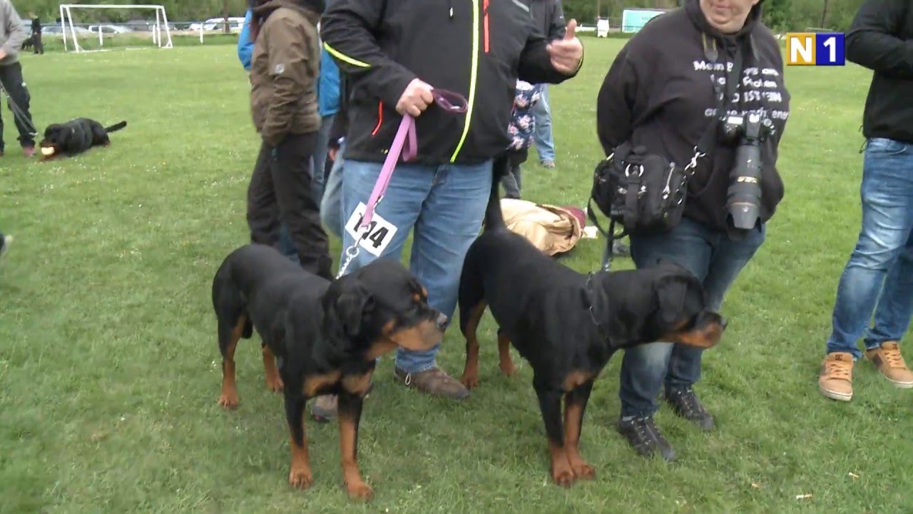 Internationale Rassehunde-Schau in Ebenfurth