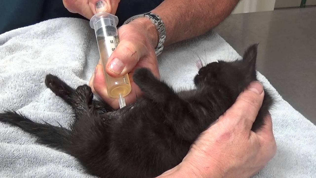 Poor Little Paralysed Kitten