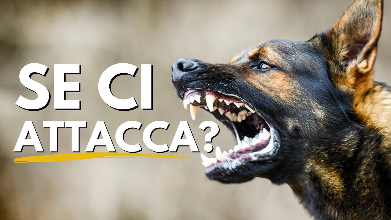 Cosa fare se un cane ci attacca?