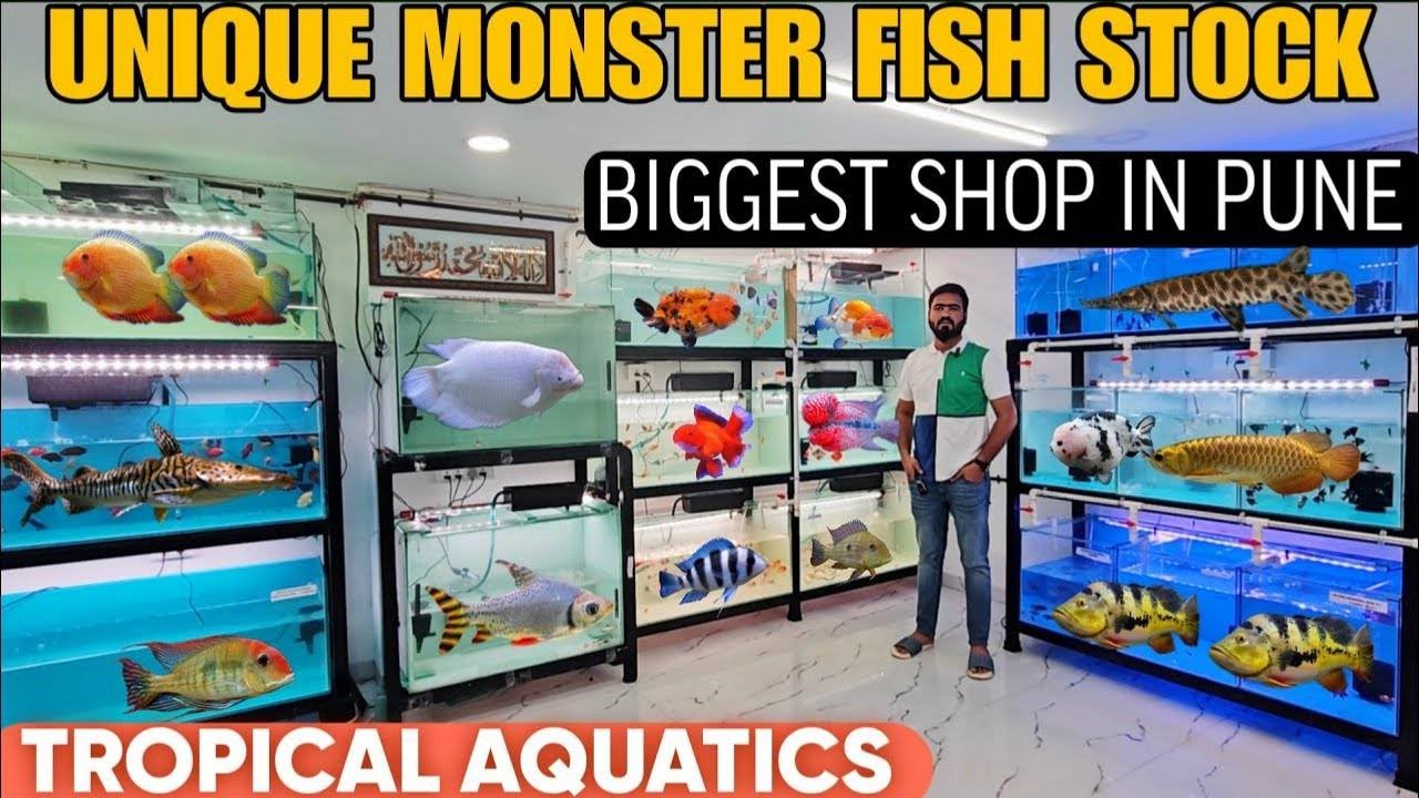 TROPICAL AQUATIC || THE EXOTIC AQUARIUM FISH SHOP PUNE #aquariumshop #aqurium #fish