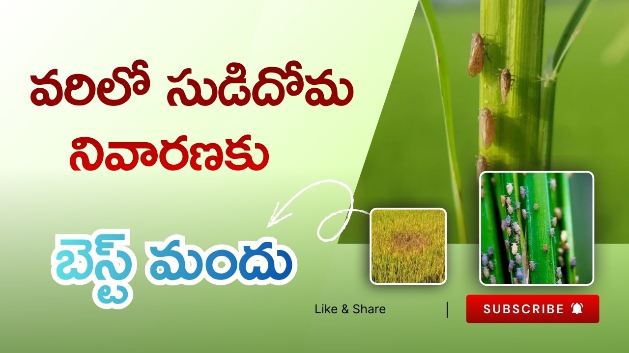 వరిలో సుడిదోమ నివారణ | Control of brown planthopper in paddy | BPH attack in paddy #BPH #paddy