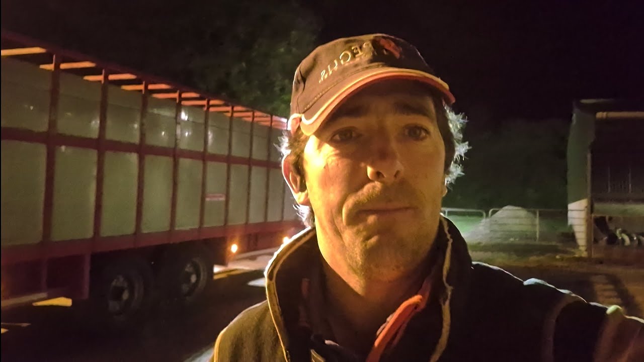 day 55. early start loading cattle, mucking out and doseing calves.