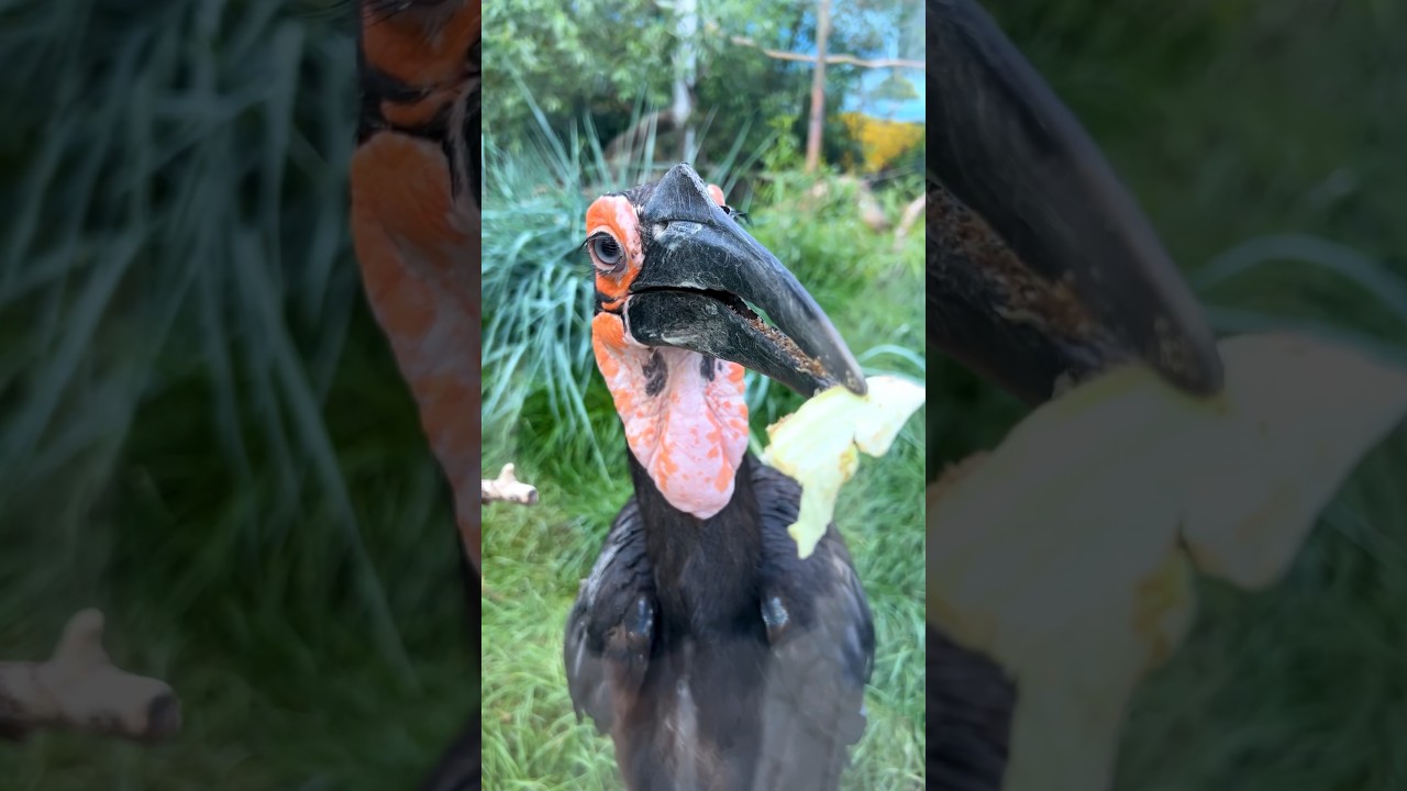 Заботливый кафрский ворон хочет угостить всех🙈