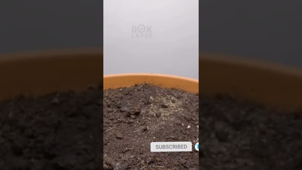 Bamboo growing time lapse/how to grow bamboo from seeds.