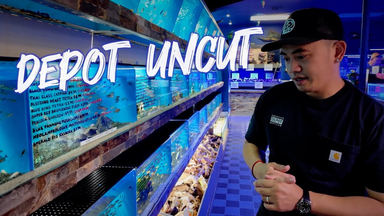 DEPOT *UNCUT* | COOLING DOWN = GREAT SELECTION OF FROGS, CORNSNAKES,  FRESHWATER FISH & INVERTS!