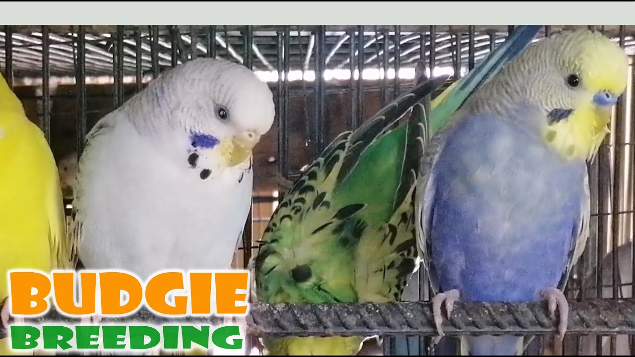 PAANO MAGPARAMI NG BUDGIE