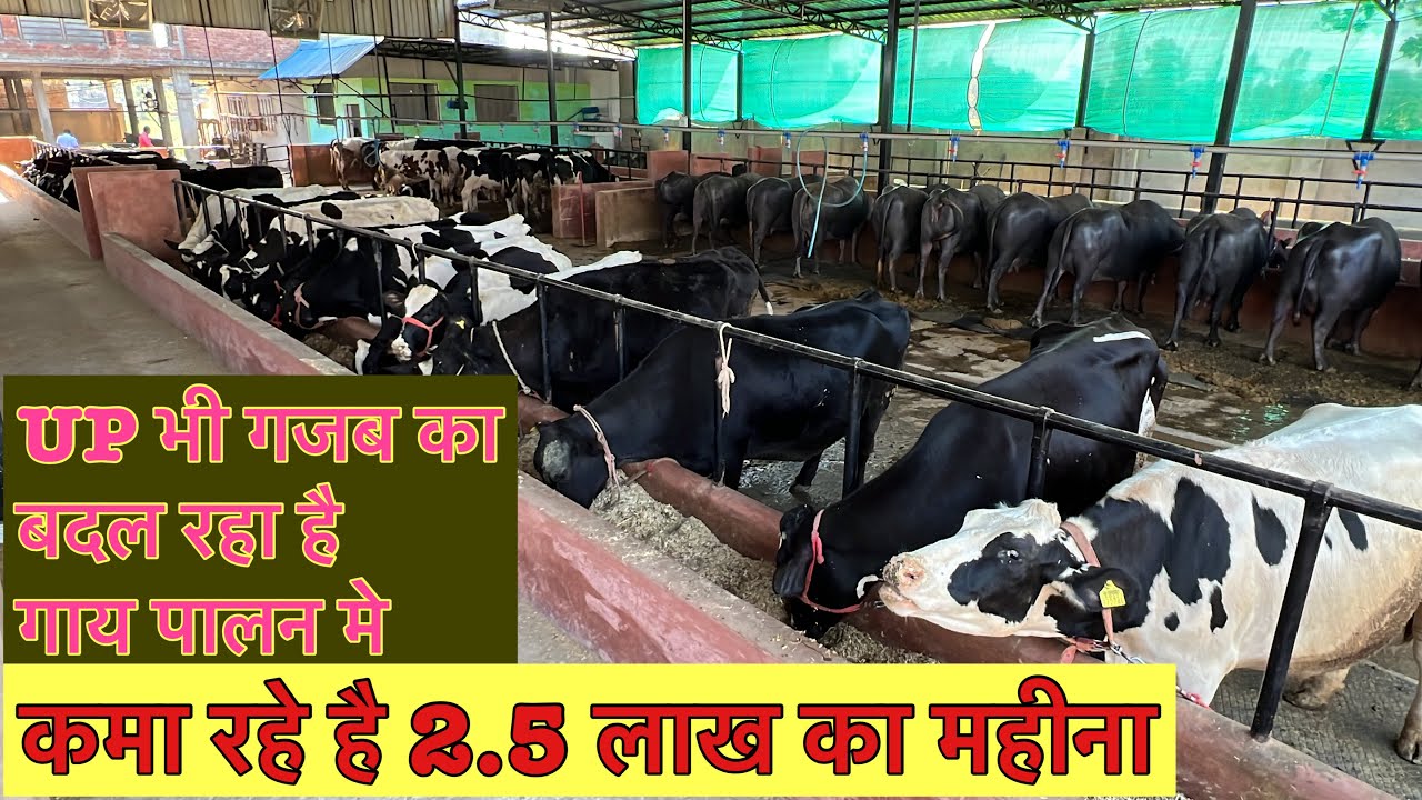 कमा रहे है 2.5 लाख का महीना,,Raghaw dairy farm Basti Uttar parades