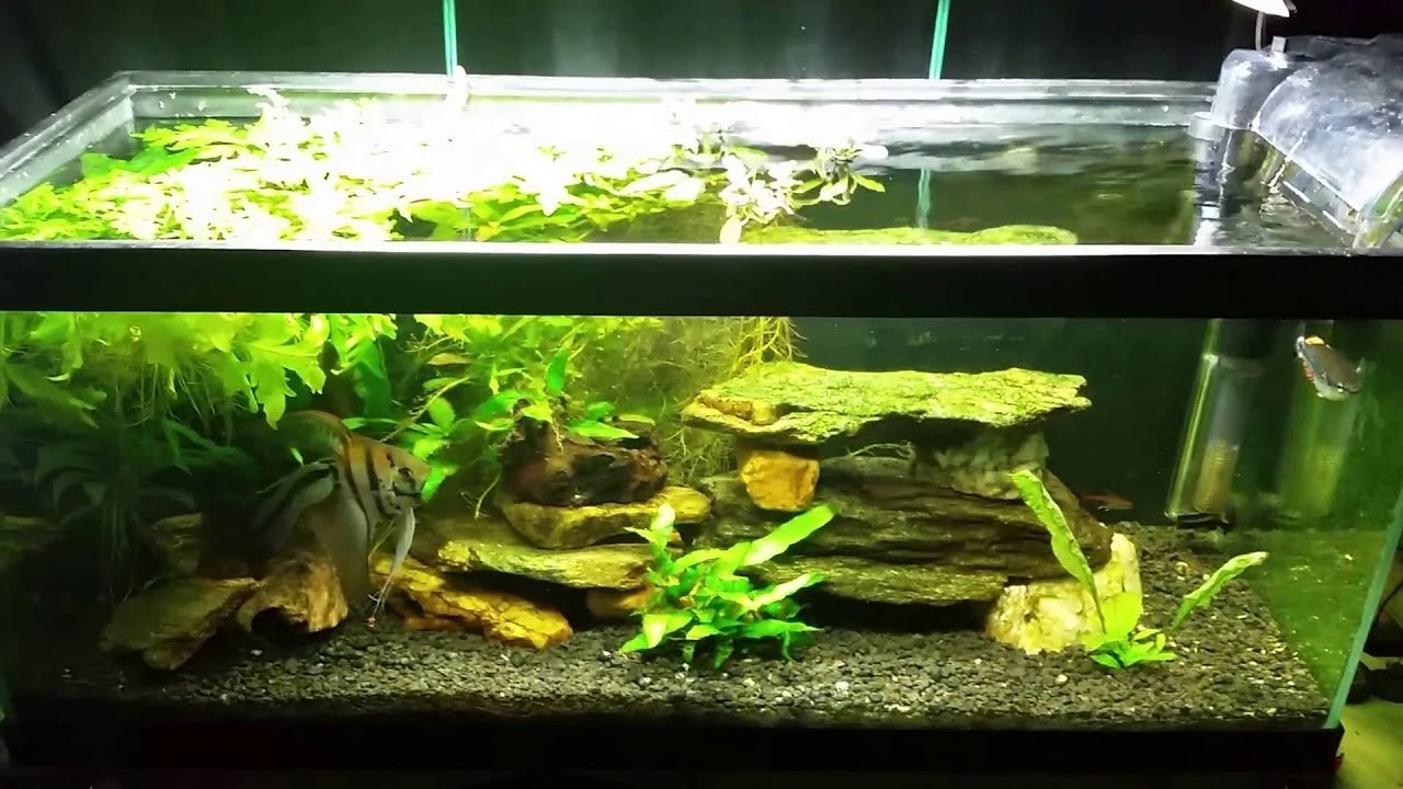 Is Surface Agitation Necessary in your Aquarium?