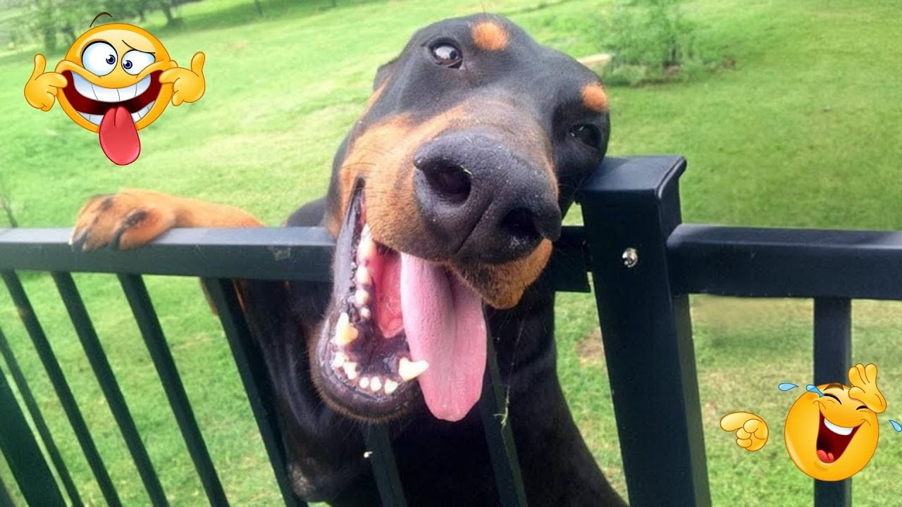 I Can&rsquo;t Believe How Funny These Dogs Are 😂 Best Funny Animals Videos 2025 #43