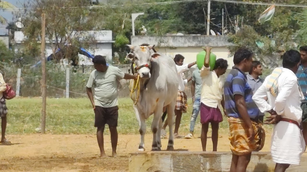 💥🌾21/02/2026 కడప జిల్లా చింతకాయల పల్లి ఓల్డ్ కేటగిరి విభాగంలో 2వ జత