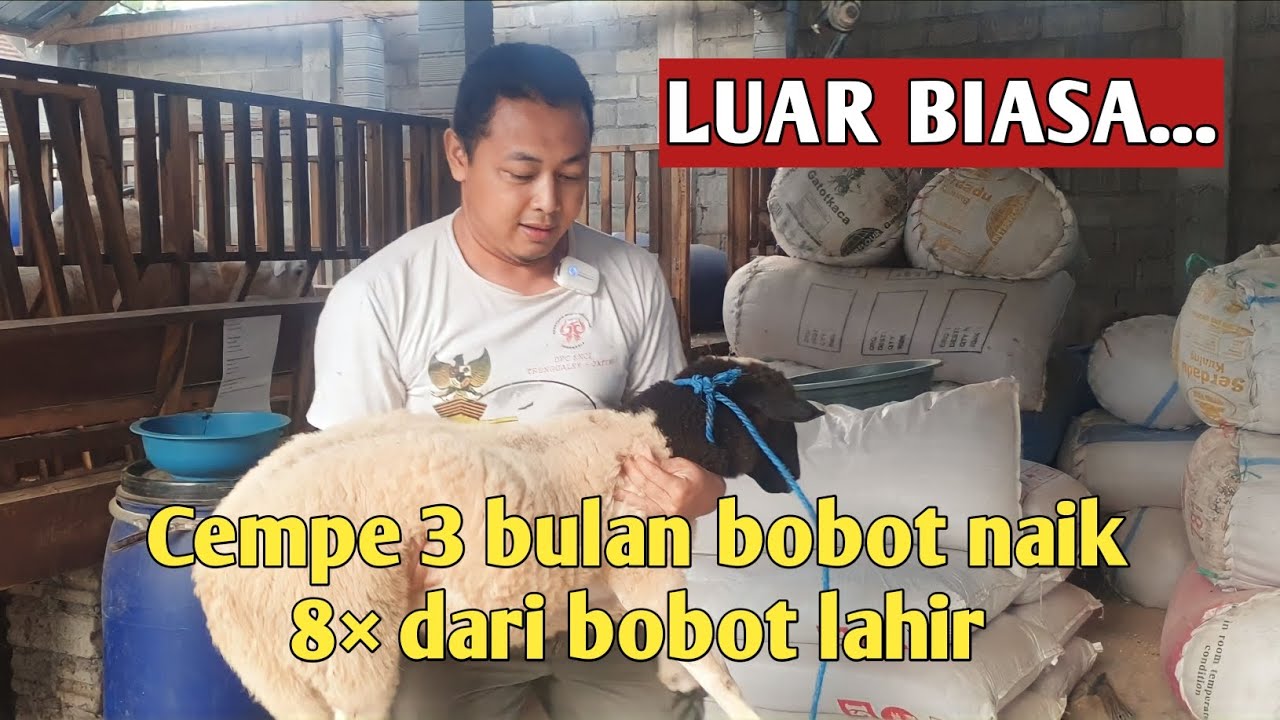 Bandingkan!!! bobot lahir dan pertambahan bobot tiap bulan. Cara evaluasi perkembangan bobot cempe