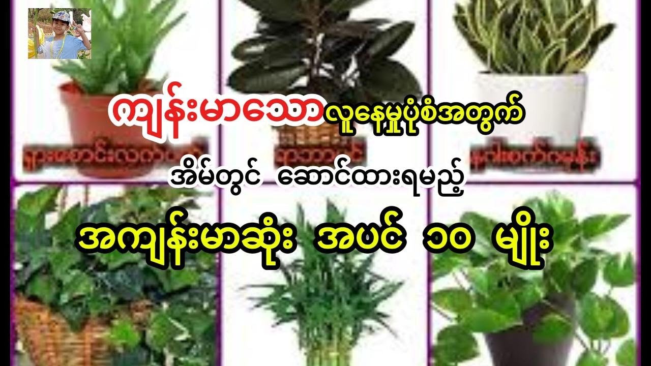 ကျန်းမာတဲ့ လူနေမှုပုံစံအတွက် အိမ်တွင် ဆောင်ထားရမည့် လေသန့်ပင် အပင် ၁၀ မျိုး