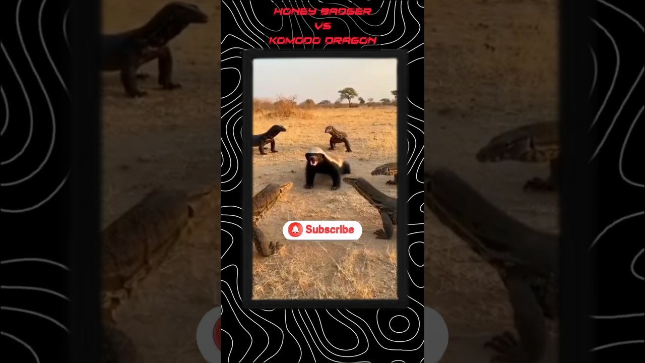 5 कोमोडो ड्रैगन vs 1 निडर हनी बैजर! 😱 कौन जीतेगा 