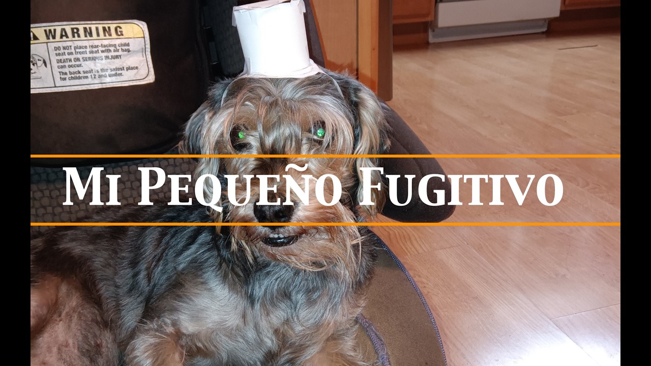Mi Pequeño Fugitivo 🌧️ (Video Lyric)