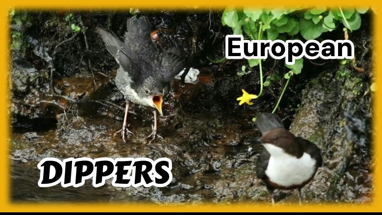 European DIPPER Building Their Nest in a Tree Cavity 👀 & Chicks in SLOW MOTION