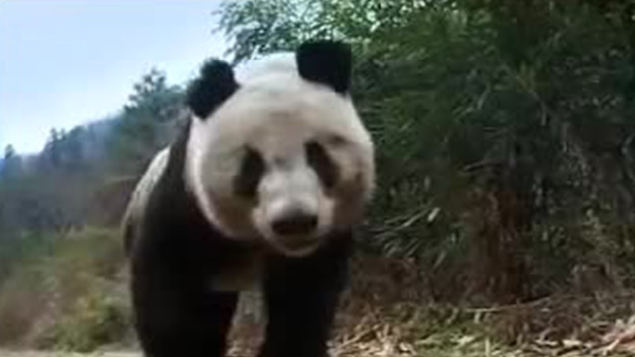 Giant Panda Bear Does Handstand! | BBC Studios
