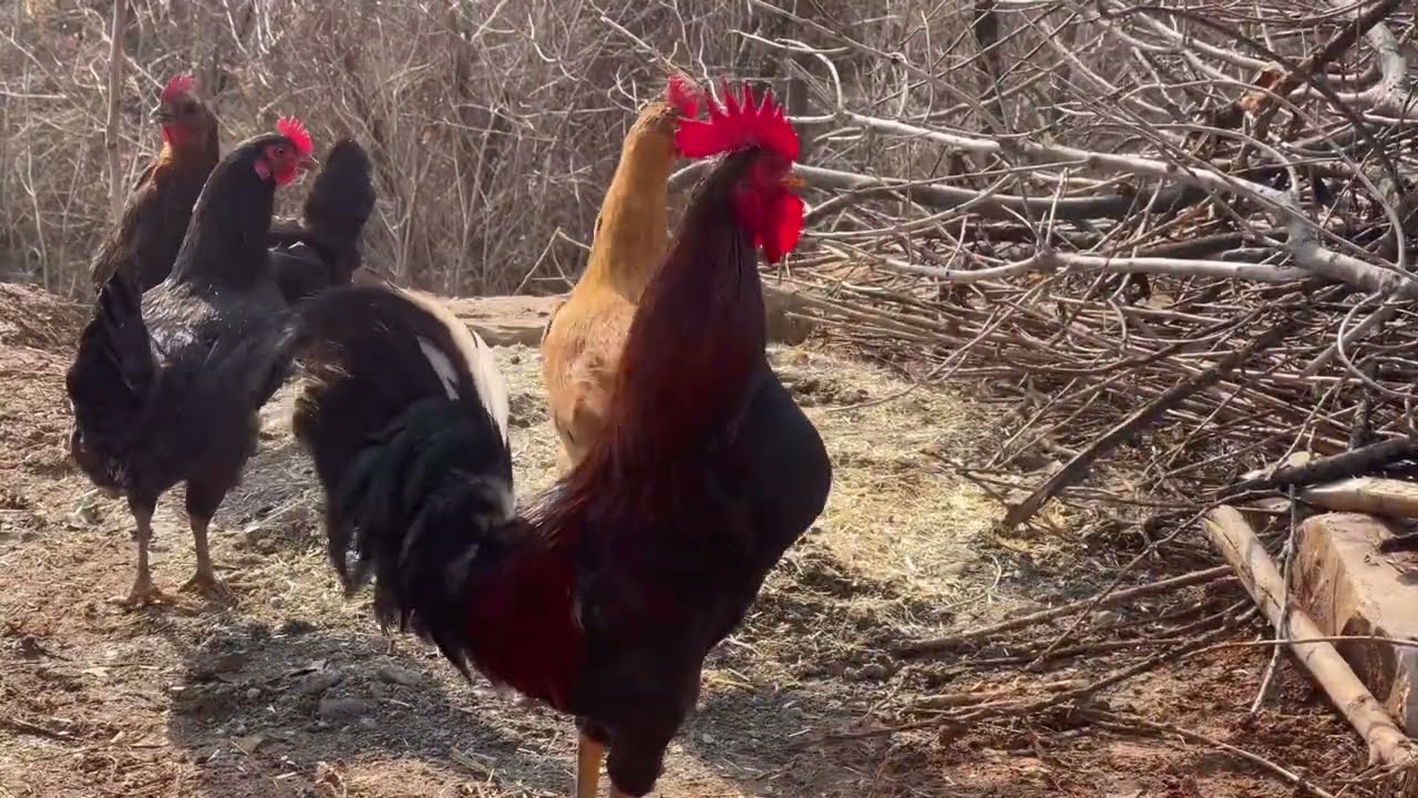 İlkel Yöntemle Kuş Avlamak / Primitive Bird Hunting