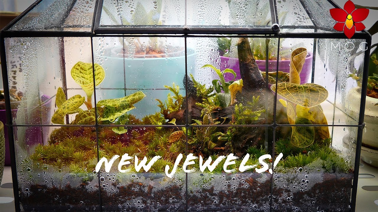Finally got more Jewel Orchids & they're gorgeous! + Update on my older Jewels