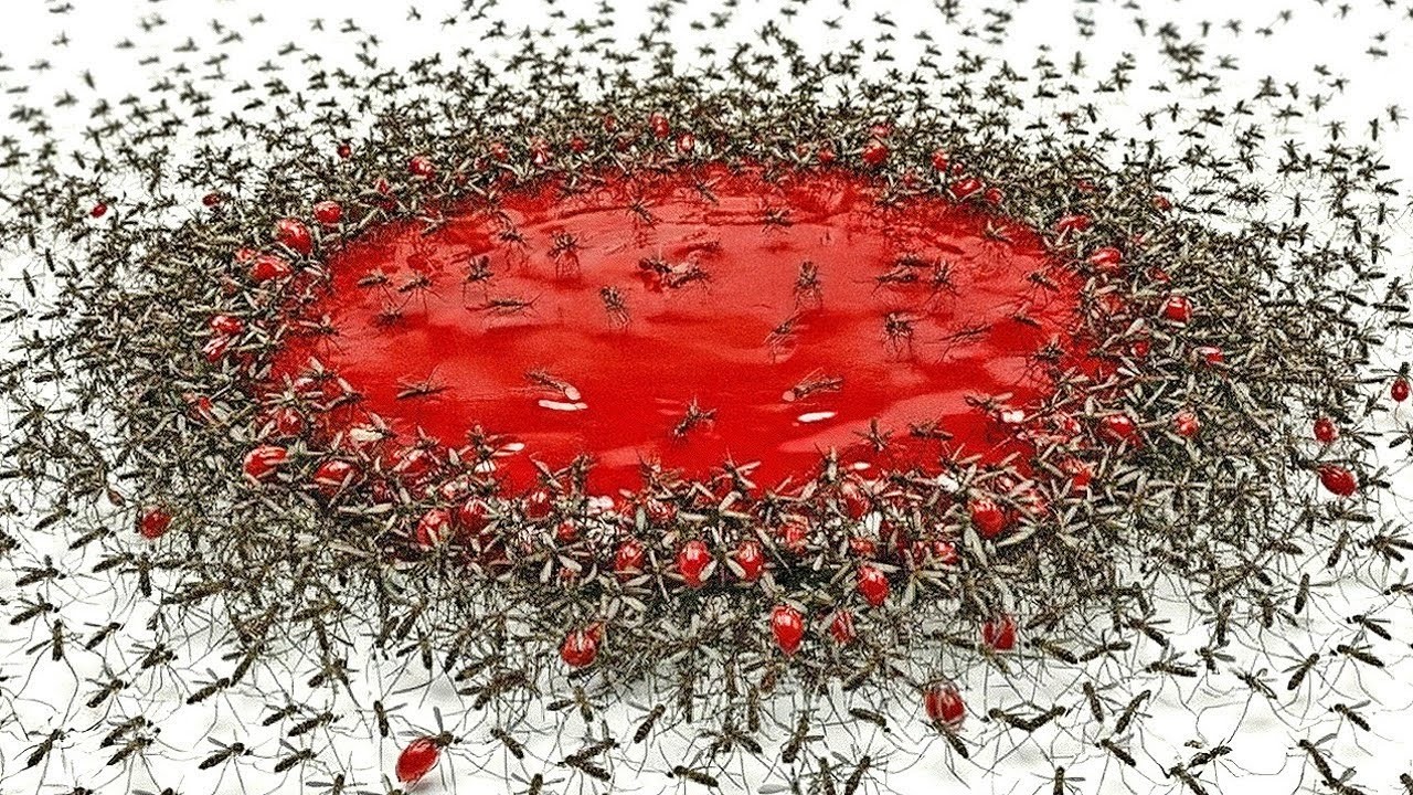 1000 Zanzare vs Sangue nuovi