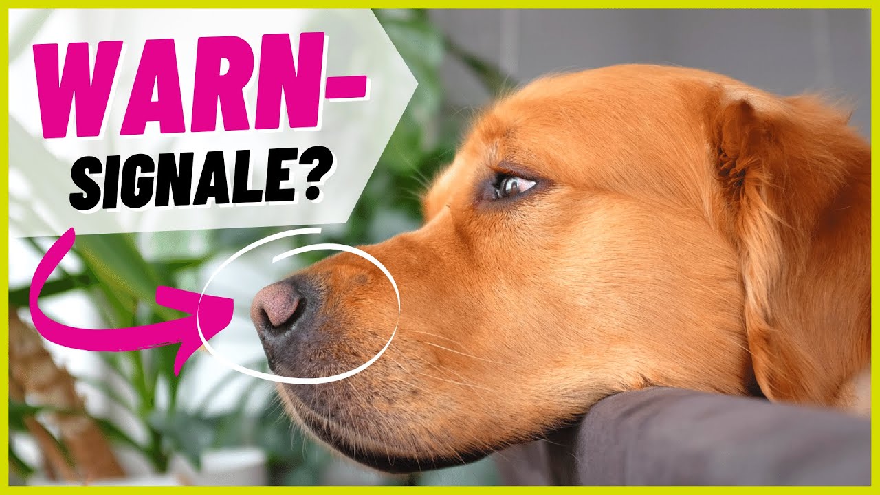 6 stille Anzeichen, dass es deinem Hund schlecht geht...