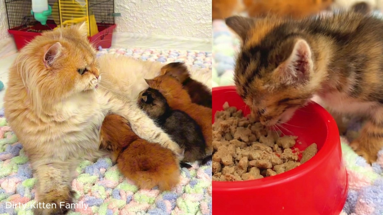Мама-кошка кормит растущих котят: когда котята перестают кормиться грудью?