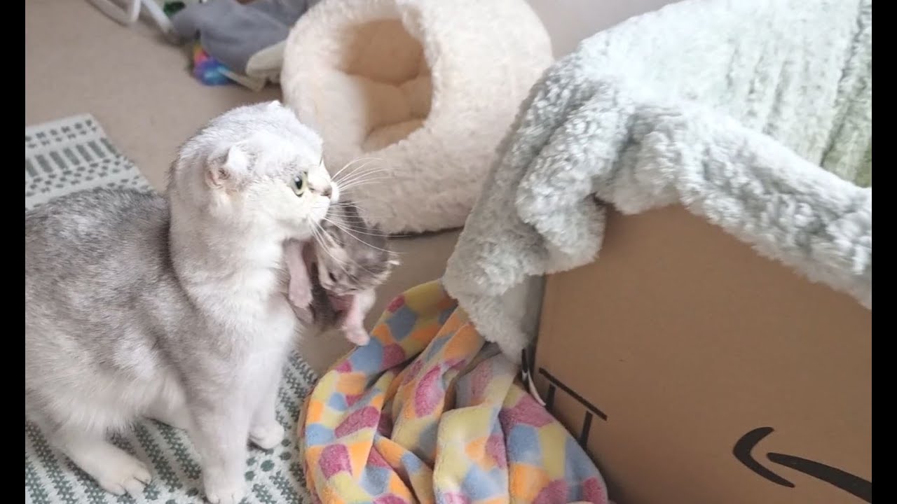 Мама кошка переносит котят и не позволяет убрать в их домике