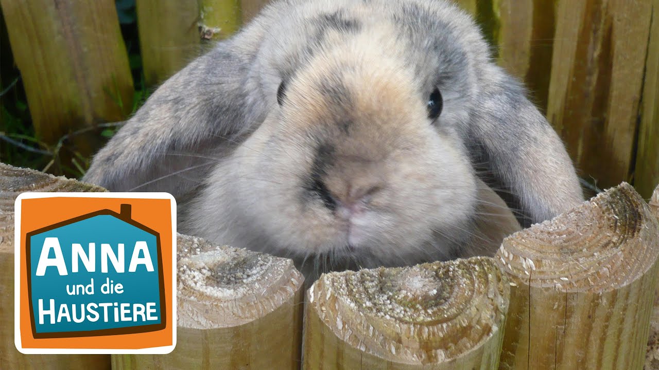 Kaninchen | Information f&uuml;r Kinder | Anna und die Haustiere