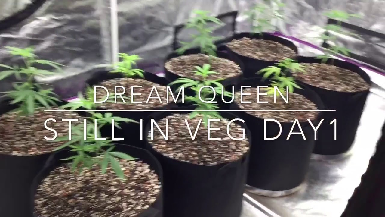Blackberry Fire under 315cmh & Dream Queen under HLG550