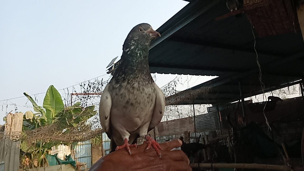 My Hand Tam Kabootar 😍