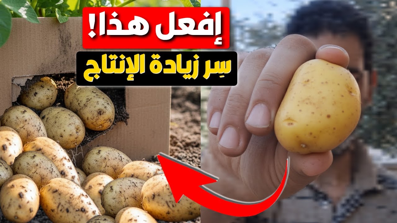 سر زيادة إنتاج البطاطا 🥔 في المنزل أو على البلكونة أو السطح والحصول على 2 كيلو من حبة واحدة!