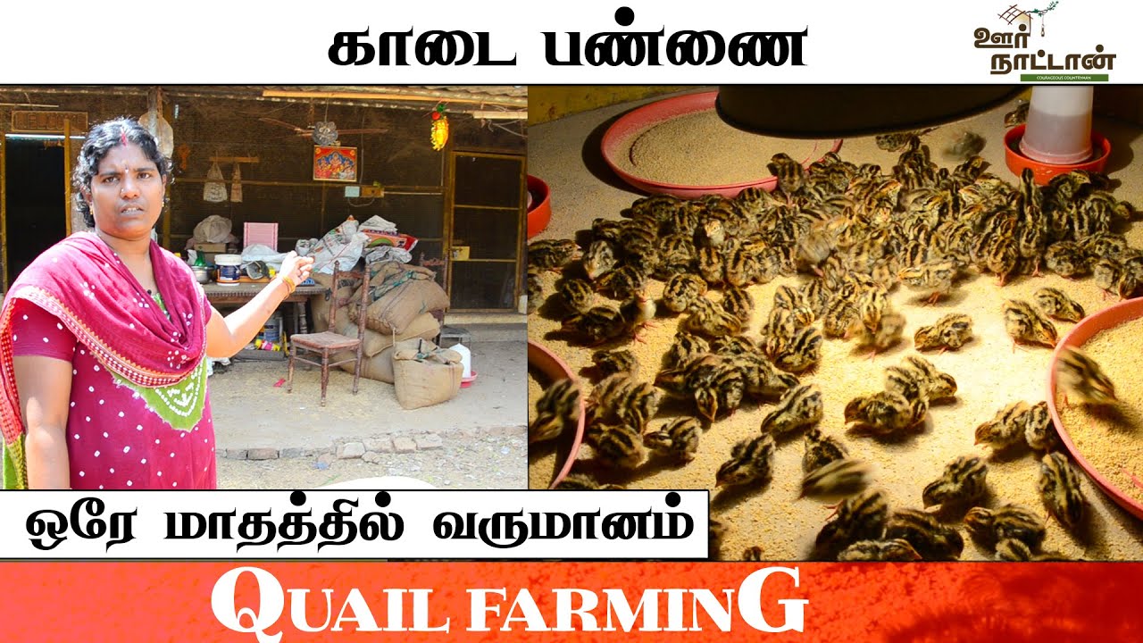 காடை வளர்ப்பு முறை | Quail Farming | Oor Naattan