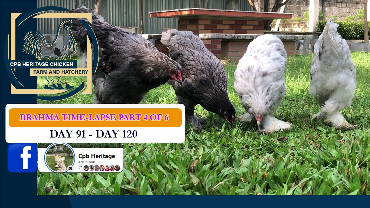 BRAHMA TIME-LAPSE (PART 4 OF 6) I SEE YOUR CHICKEN GROW DAY BY DAY I DAY 91 - DAY 120