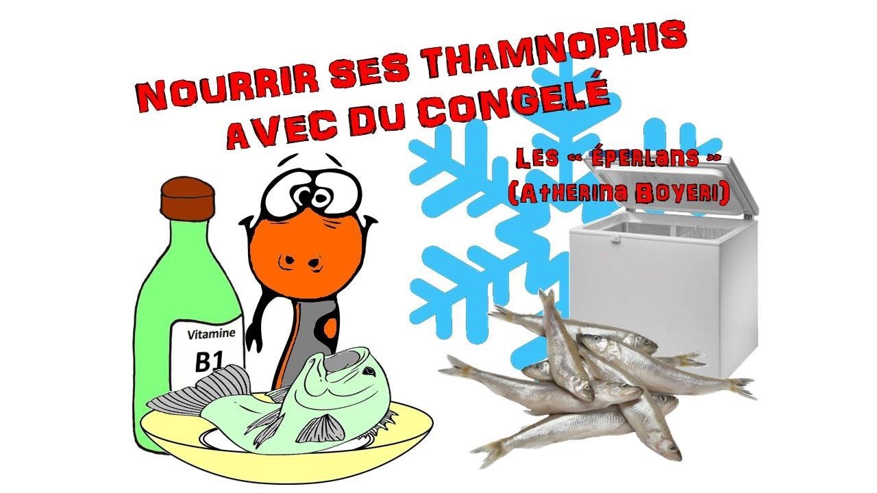 Thamnophis et 