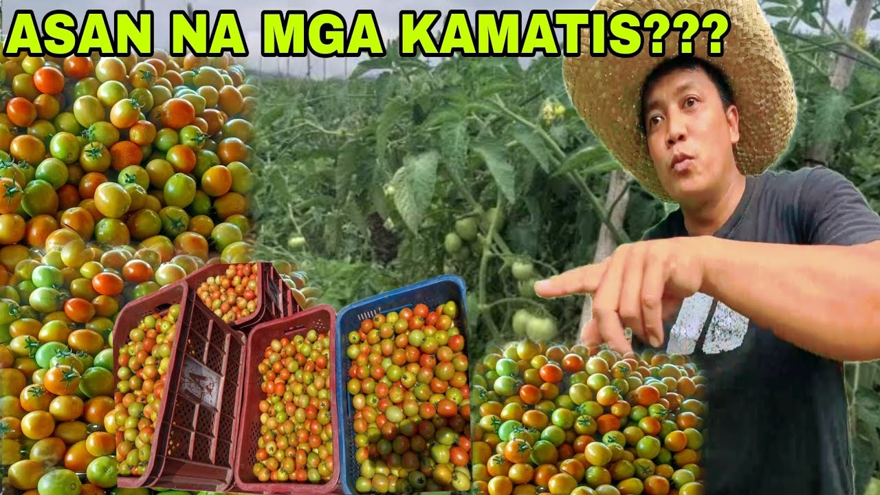 Tinamaan Napakagandang Presyo ng kamatis Jackpot tayo sa presyo....TULOY TULOY ANG PITAS