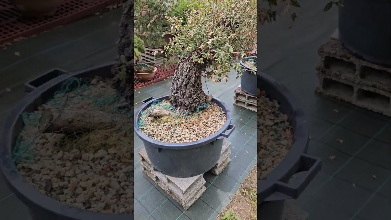 Quercus faginea, premier rempotage printemps 2024