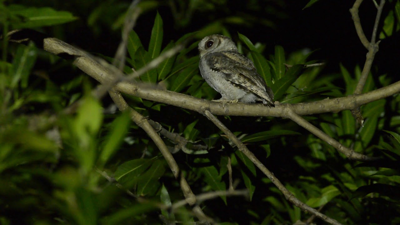collared scops owl calling