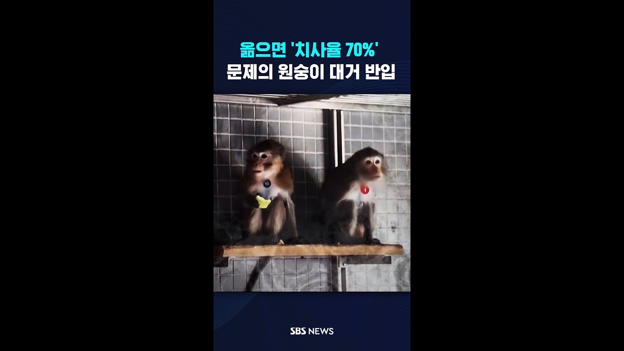 [단독] '치사율 70%' 바이러스 의심 원숭이 대거 반입  #shorts