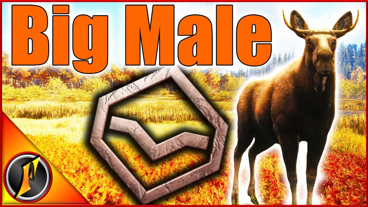 Why Did I Get So Hyped for a Level 1 Bull Moose... 😂
