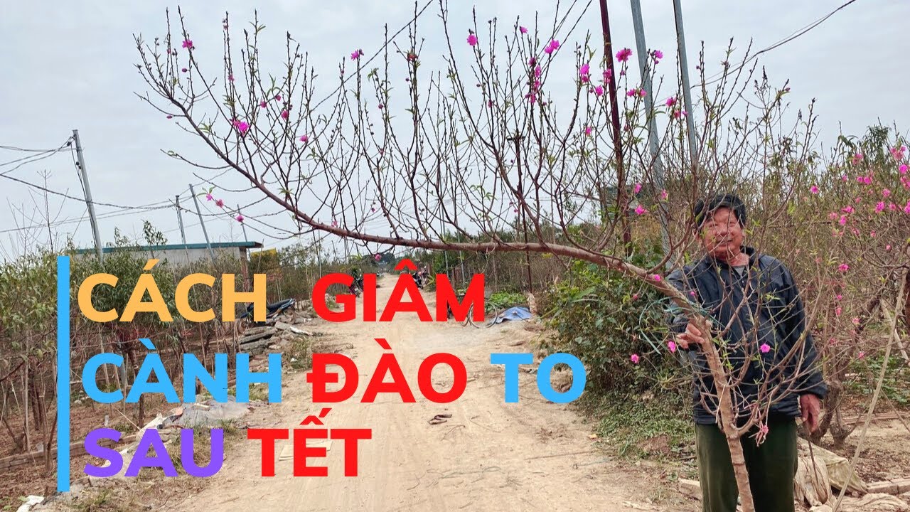 Cách Giâm Cành Đào Sau Khi Chơi Tết Nhanh Ra Rễ
