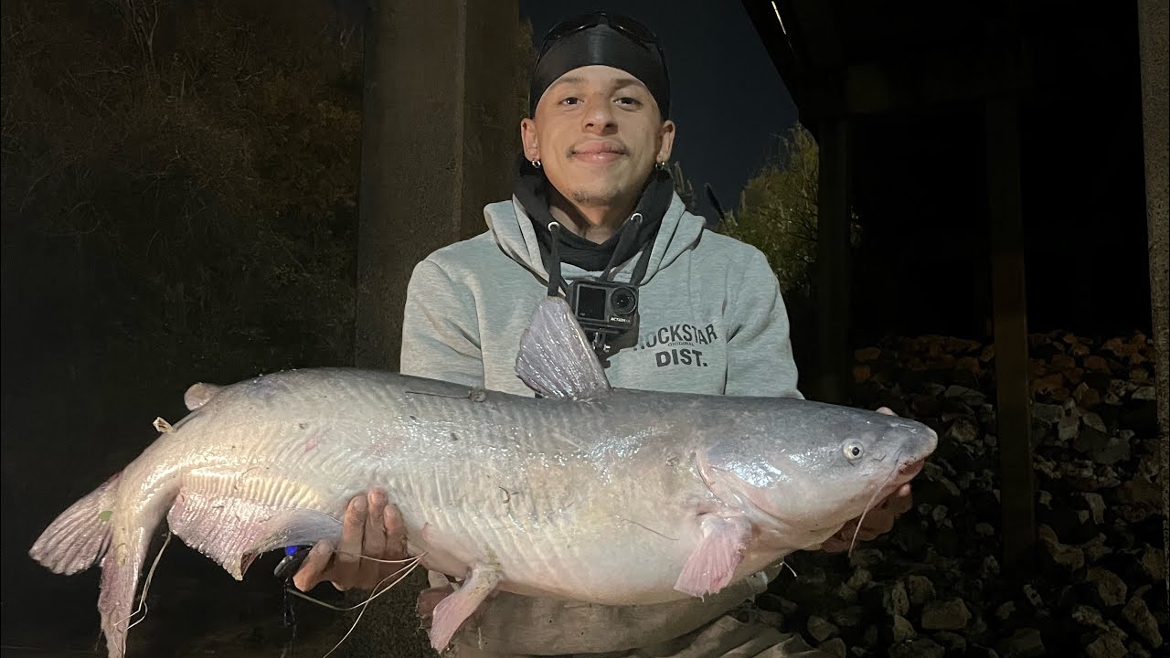 Catfish Frenzy in Houston’s Urban Jungles (Buffalo,Bayou)