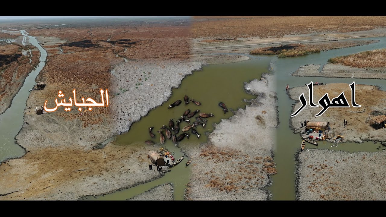 نفوق حيوانات وهجرة عوائل .. الجفاف يضرب أهوار الجبايش