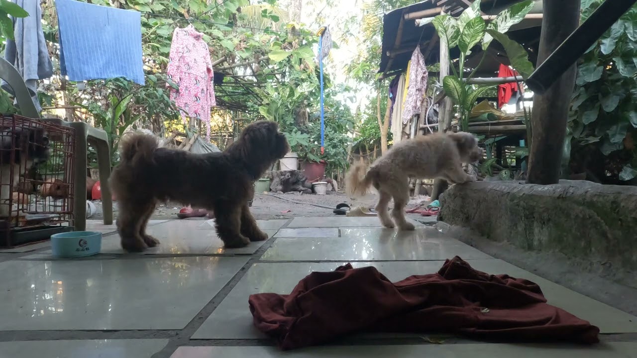 daming aso 🐕‍🦺dog lovers