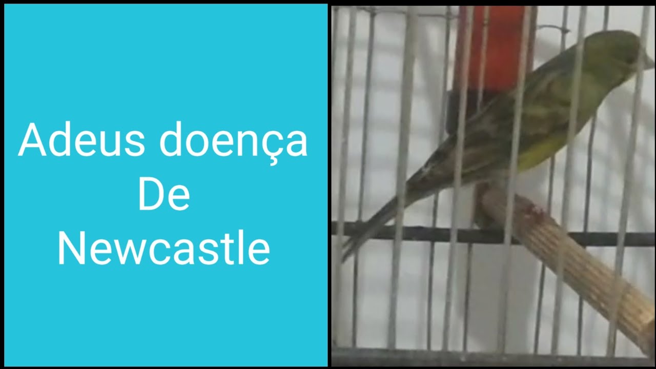 Quase curado! Tratamento realmente eficaz para Newcastle #tratamento #newcastle