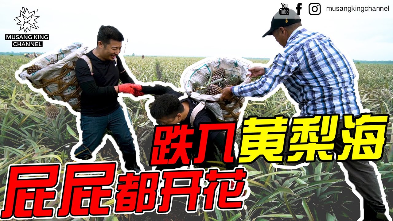 跌入黄梨海 屁屁都开花 Ouch !!!