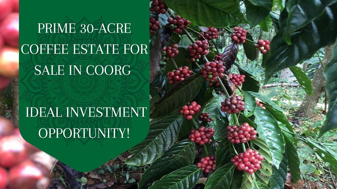 30-Acre Coffee Estate for Sale in Coorg | Prime Investment Opportunity in Coffee Land