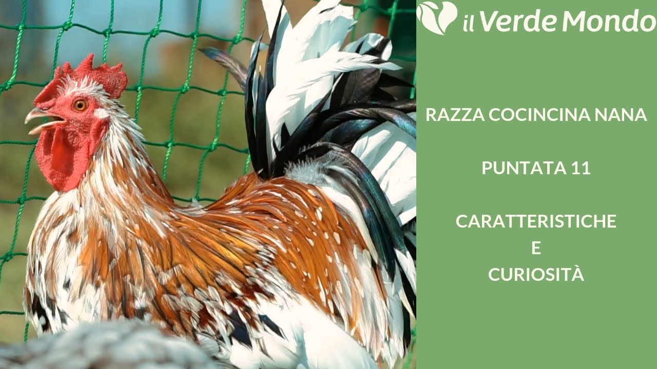 La Razza Cocincina Nana | Caratteristiche di questa razza avicola | Puntata 11